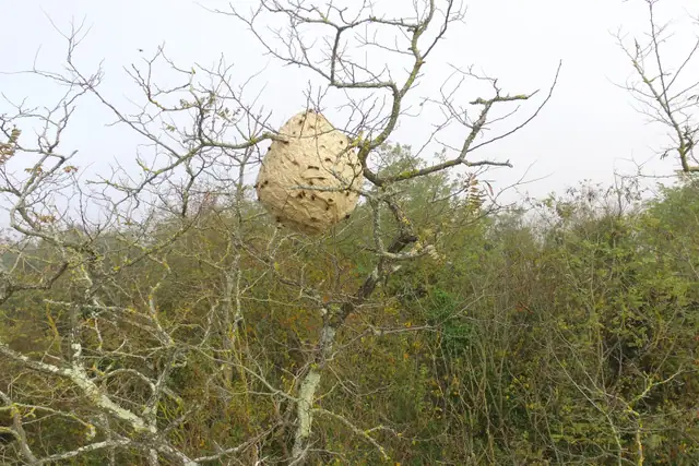 Nid de frelons asiatiques en forme de poire, haut dans un arbre.