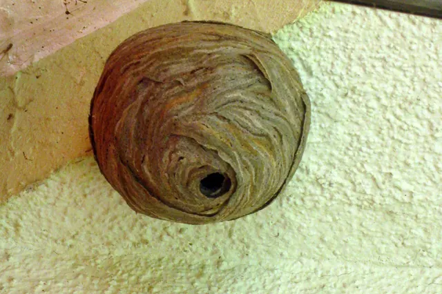 Nid de guêpes accroché sous un avant-toit, contre un mur crépi.