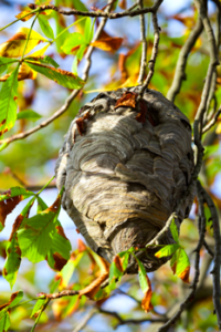 guepes arbre intervention rapide idf